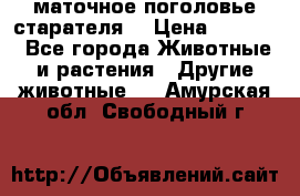 маточное поголовье старателя  › Цена ­ 2 300 - Все города Животные и растения » Другие животные   . Амурская обл.,Свободный г.